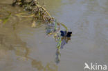 Iberische beekjuffer (Calopteryx xanthostoma)