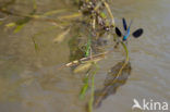 Iberische beekjuffer (Calopteryx xanthostoma)