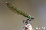 Iberische beekjuffer (Calopteryx xanthostoma)