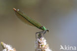 Iberische beekjuffer (Calopteryx xanthostoma)