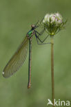 Iberische beekjuffer (Calopteryx xanthostoma)