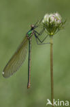 Iberische beekjuffer (Calopteryx xanthostoma)