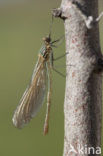 Iberische beekjuffer (Calopteryx xanthostoma)