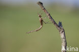 Iberische beekjuffer (Calopteryx xanthostoma)