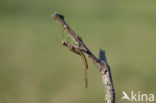 Iberische beekjuffer (Calopteryx xanthostoma)