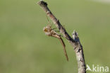 Iberische beekjuffer (Calopteryx xanthostoma)