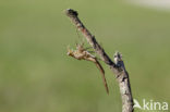 Iberische beekjuffer (Calopteryx xanthostoma)