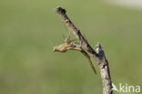 Iberische beekjuffer (Calopteryx xanthostoma)