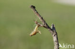 Iberische beekjuffer (Calopteryx xanthostoma)