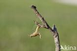 Iberische beekjuffer (Calopteryx xanthostoma)