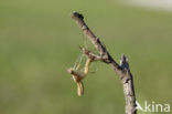 Iberische beekjuffer (Calopteryx xanthostoma)