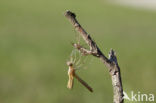 Iberische beekjuffer (Calopteryx xanthostoma)