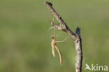 Iberische beekjuffer (Calopteryx xanthostoma)