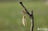 Iberische beekjuffer (Calopteryx xanthostoma)