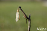 Iberische beekjuffer (Calopteryx xanthostoma)