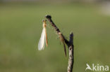 Iberische beekjuffer (Calopteryx xanthostoma)