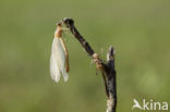 Iberische beekjuffer (Calopteryx xanthostoma)