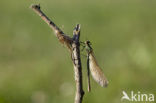 Iberische beekjuffer (Calopteryx xanthostoma)