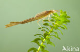 Iberische beekjuffer (Calopteryx xanthostoma)