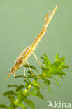 Iberische beekjuffer (Calopteryx xanthostoma)