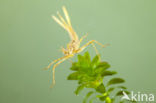 Iberische beekjuffer (Calopteryx xanthostoma)