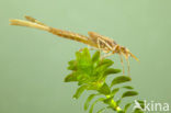 Iberische beekjuffer (Calopteryx xanthostoma)