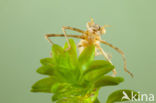 Iberische beekjuffer (Calopteryx xanthostoma)