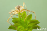 Iberische beekjuffer (Calopteryx xanthostoma)