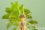 Iberische beekjuffer (Calopteryx xanthostoma)