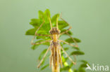 Iberische beekjuffer (Calopteryx xanthostoma)