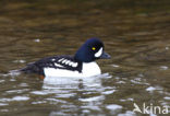 Barrow’s goldeneye (Bucephala islandica)