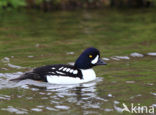 Barrow’s goldeneye (Bucephala islandica)