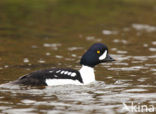 Barrow’s goldeneye (Bucephala islandica)