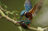 Kingfisher (Alcedo atthis)