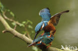 IJsvogel (Alcedo atthis)