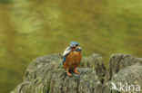 IJsvogel (Alcedo atthis)