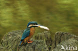 IJsvogel (Alcedo atthis)