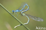 Damselfly (Erythromma lindenii)