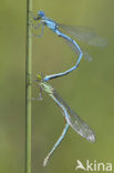Damselfly (Erythromma lindenii)