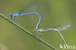 Damselfly (Erythromma lindenii)