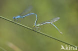 Damselfly (Erythromma lindenii)