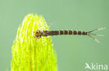 Damselfly (Erythromma lindenii)