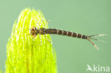 Damselfly (Erythromma lindenii)