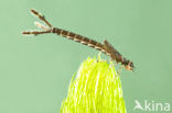 Damselfly (Erythromma lindenii)