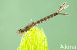 Damselfly (Erythromma lindenii)