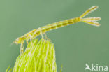 Damselfly (Erythromma lindenii)