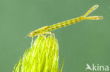 Damselfly (Erythromma lindenii)