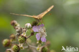 Cardinal (Argynnis pandora)