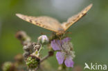 Cardinal (Argynnis pandora)