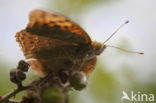 Cardinal (Argynnis pandora)